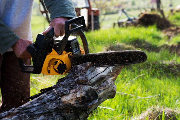 Best Tree Disease Treatment  in Camp Barrett, VA